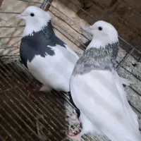 کفتر طوقی سرور (حراج)|پرنده|تفت, |دیوار