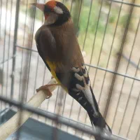 سهره جفتی|پرنده|تهران, جوادیه|دیوار