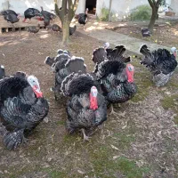 بوقلمون نر برنز