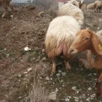 قوچ همو مغانی|حیوانات مزرعه|کلات (خراسان), |دیوار