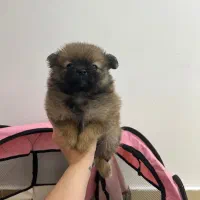 پامر خرسی نر