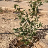 زمین کشاورزی