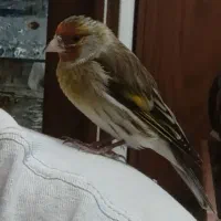 سهره قناری دستی|پرنده|فردیس, شهرک ناز|دیوار