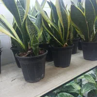 سانسوریا شمشیری سبز و ابلق و کراواتی|گل و گیاه طبیعی|بندر ماهشهر, |دیوار