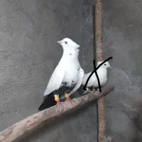 دمسیاه، سرخ رواعب،سرخ پرشی، طوقی اسبی