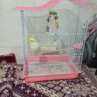 عروس هلندی|پرنده|قرچک, زیبا شهر|دیوار