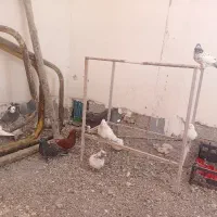 حدود۱۳ عدد کبوتر ناب و ساعتی همه چیز از عکس مشخصه