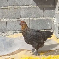 مرغ و خروس