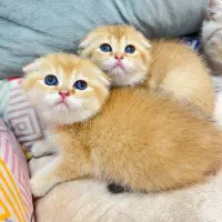 گربه یک دوست ملوس برای شما