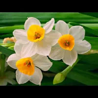 فروش گل نرگس به صورت عمده