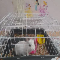 خرگوش بهمراه قفس بزرگ