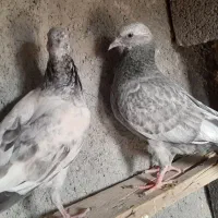 کبوتر معاوضه با مرغ عشق|پرنده|سی‌سخت, |دیوار