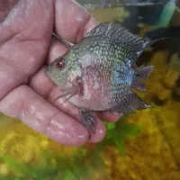 معاوضه ماهی فلاور  باکس