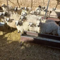 گوسفند بره  چاق|حیوانات مزرعه|رفسنجان, |دیوار