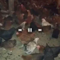 ۹۰۰ عدد مرغ تخمگذار وزن ۲ کیلو|حیوانات مزرعه|رشت, فلسطین|دیوار