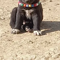 واگزاری سگ نر|سگ|اصفهان, بهارستان|دیوار