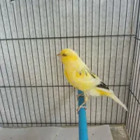 قناری نرخوش رنگ وزیبا|پرنده|کاشان, فاز ۱ ناجی آباد|دیوار