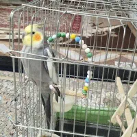 عروس هلندی مهربونم تربیت شده