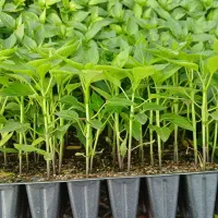 مشاور تولید نشا و نظارت تخصصی در زمینه تولید نشا