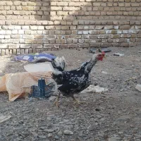 خروس تزئینی