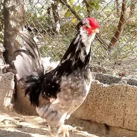 تخم مرغ نطفه دار گلین سوپر کلکسیونی