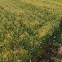 اجاره-زمین-کشاورزی