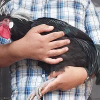 خروس  لهستانی اصل ۸ماهه جوان