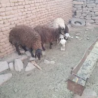 بره ماده هترو|حیوانات مزرعه|تربت‌حیدریه, شهید بهشتی|دیوار
