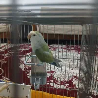 یک عدد طوطی