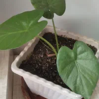 گل های طبیعی|گل و گیاه طبیعی|الشتر, |دیوار