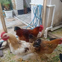 خروس  دو رگه سنگین