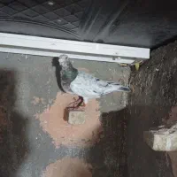 کبوتر|پرنده|سبزوار, زینبیه|دیوار