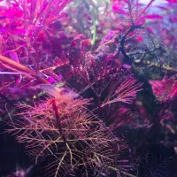 گیاه پلنت|ماهی|تهران, جوانمردان (اندیشه)|دیوار