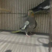 عروس هلندی جوجه،بالغ،مولد|پرنده|کوچصفهان, |دیوار