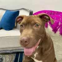 سگ بادیگارد