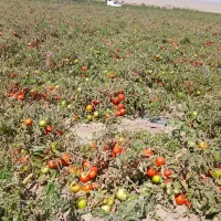 گوجه درجه یک ربی