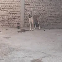 ماده‌سرابی|سگ|نهاوند, |دیوار