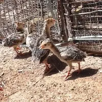 بوقلمون بزرگ وجوجه
