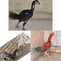 دو عددمرغ لاری و یک عدد خروس لاری و یک جوجه|حیوانات مزرعه|اسلام‌شهر, شهرک امام حسین (میان آباد)|دیوار