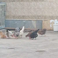 مرغ و خروس