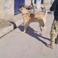 واگذاری سگ پژدر (جفت گیری)