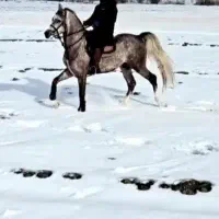 اسب