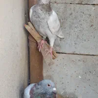 کبوترخارجی|پرنده|شبانکاره, |دیوار