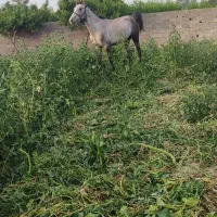 نریون ترکمن. کرد 3 ساله|اسب و تجهیزات اسب‌سواری|هشتگرد, تهران دشت|دیوار