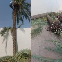 بریدن نخل قطع درخت هرس نخل سمپاشی نخل باغبانی|خدمات باغبانی و درختکاری|اهواز, نادری|دیوار