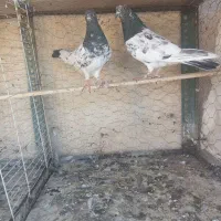 حرف ندارن|پرنده|دهلران, |دیوار