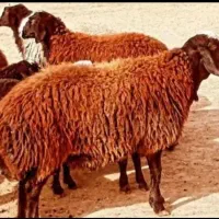 بره برای قربانی