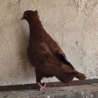 سرخ ماده|پرنده|اقبالیه, |دیوار