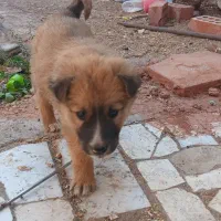 بچه سگ تربتی