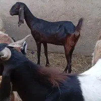 بره نر|حیوانات مزرعه|شادگان, |دیوار